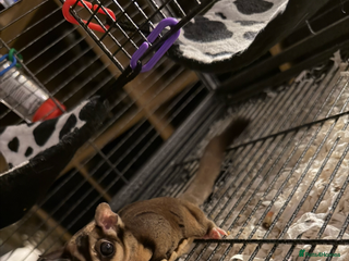 Sugar Glider rodents Sugar gliders - Advert 1