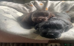 Mixed Breed dogs for sale: pudel pointers - Image 6