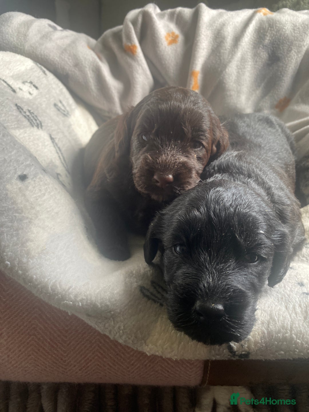 Mixed Breed dogs for sale: pudel pointers - Image 6
