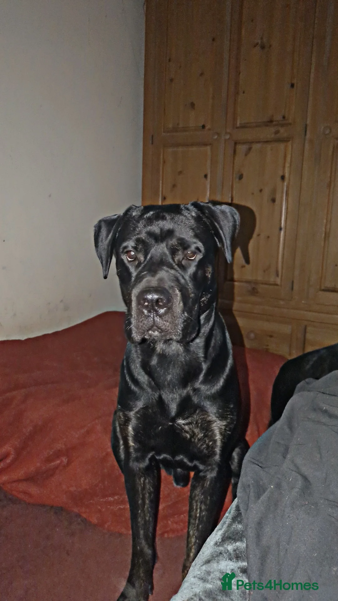 Mixed Breed dogs for sale: Nigel rotticorso.  - Advert 5