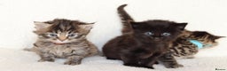 Mixed Breed cats for sale: Beautiful Kittens - Advert 7