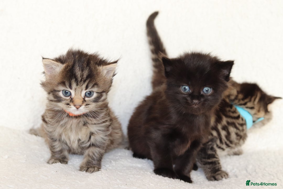 Mixed Breed cats for sale: Beautiful Kittens - Advert 7