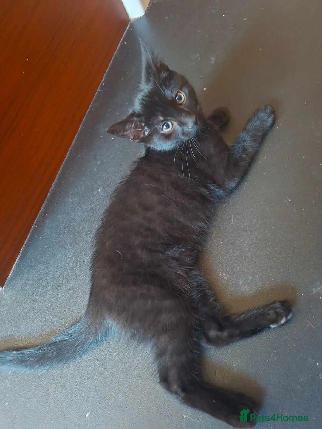 Mixed Breed cats for sale: 2 x male black tabby kittens READY TO GO NOW - Advert 1