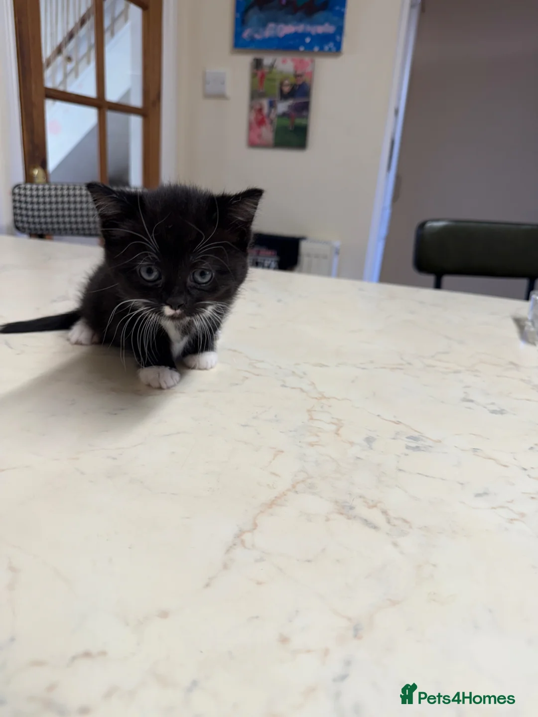 Mixed Breed cats for sale: Kittens for sale in Wellingborough - Advert 2