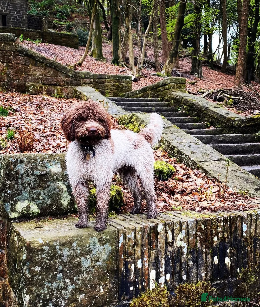 Lagotto Romagnolo dogs for sale: Lagotto KC Pedigree - Advert 1