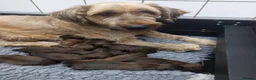 Briard dogs for sale: Top class puppies - Advert 4