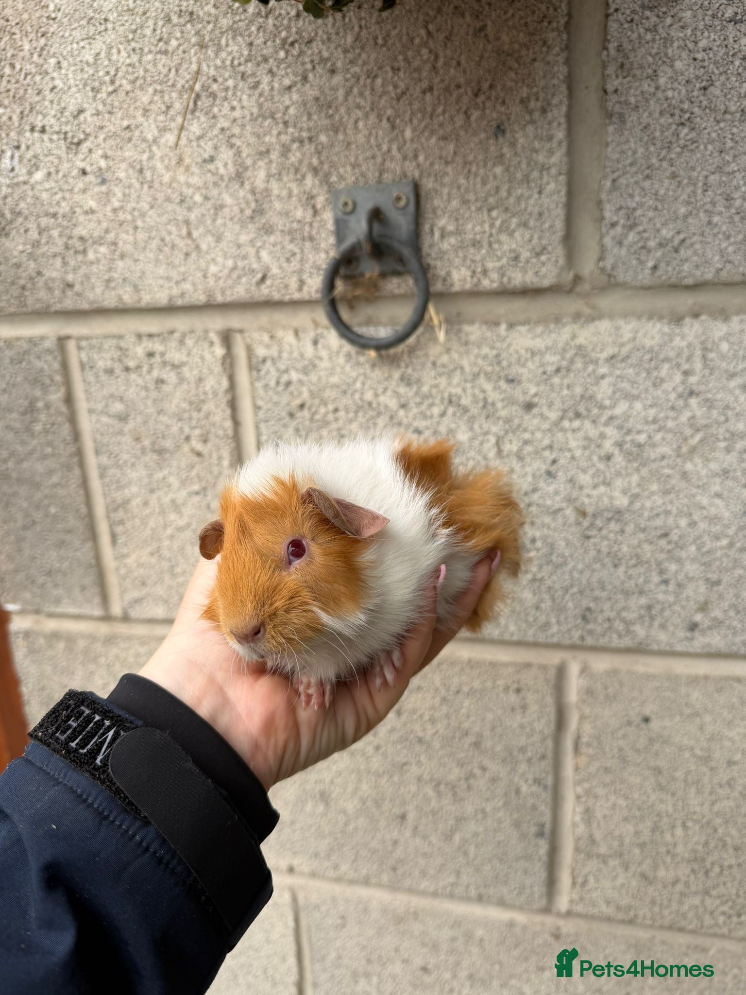Guinea Pig rodents Gorgeous Guniea Pigs  - Advert 1
