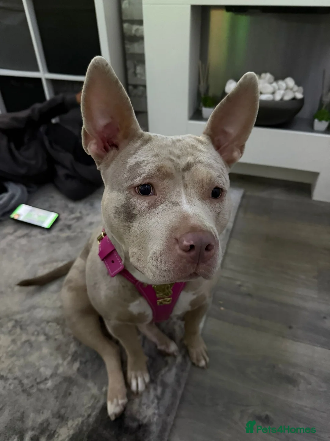 Mixed Breed dogs for sale: 2 year old female  - Advert 2