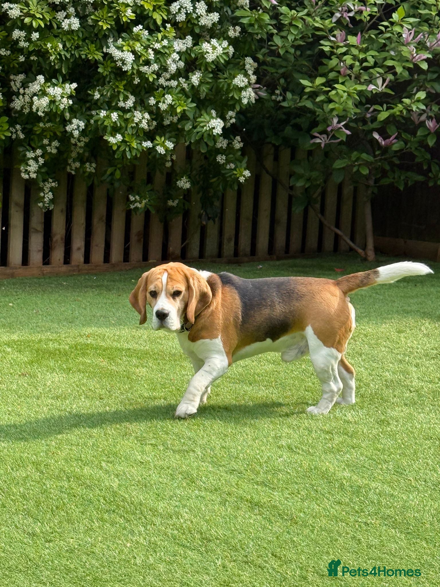 Beagle dogs Handsome Beagle Available at Stud - Advert 1