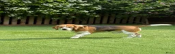 Beagle dogs for stud: Handsome Beagle Available at Stud in Swadlincote - Advert 1