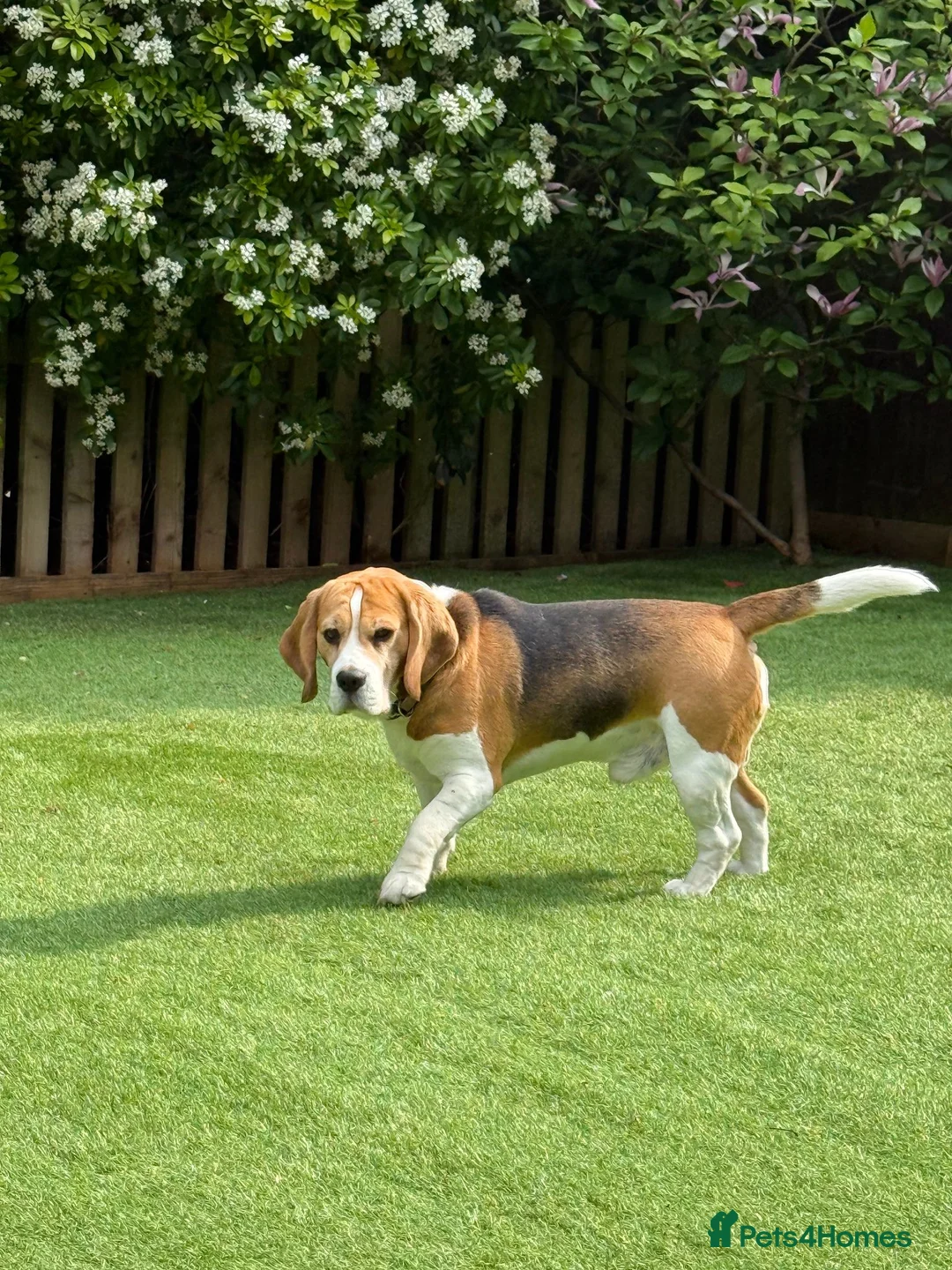 Beagle dogs for stud: Handsome Beagle Available at Stud in Swadlincote - Advert 1