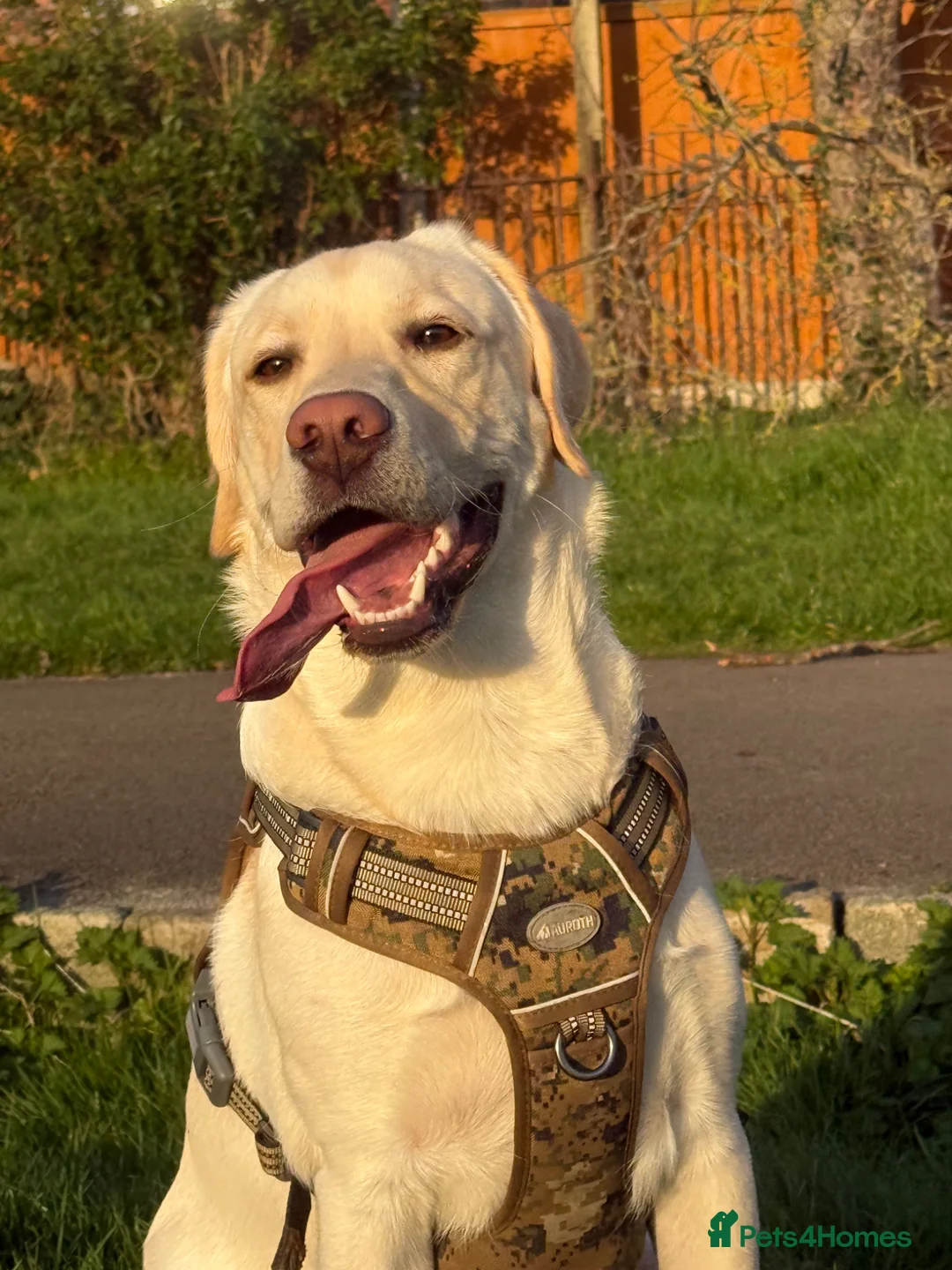 Labrador Retriever dogs for stud: Well-Trained Labrador Stud. Calm Temperament - Advert 1