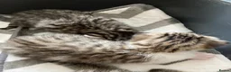 Mixed Breed cats for sale: 4 beautiful kittens available  in Weymouth - Advert 5