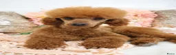 Cavapoo dogs for sale: *HEALTH TESTED* Cavapoo Puppies - Advert 23