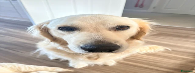 Winnie