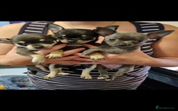 Chihuahua dogs for stud: Pedigree Chihuahua for stud - Image 6