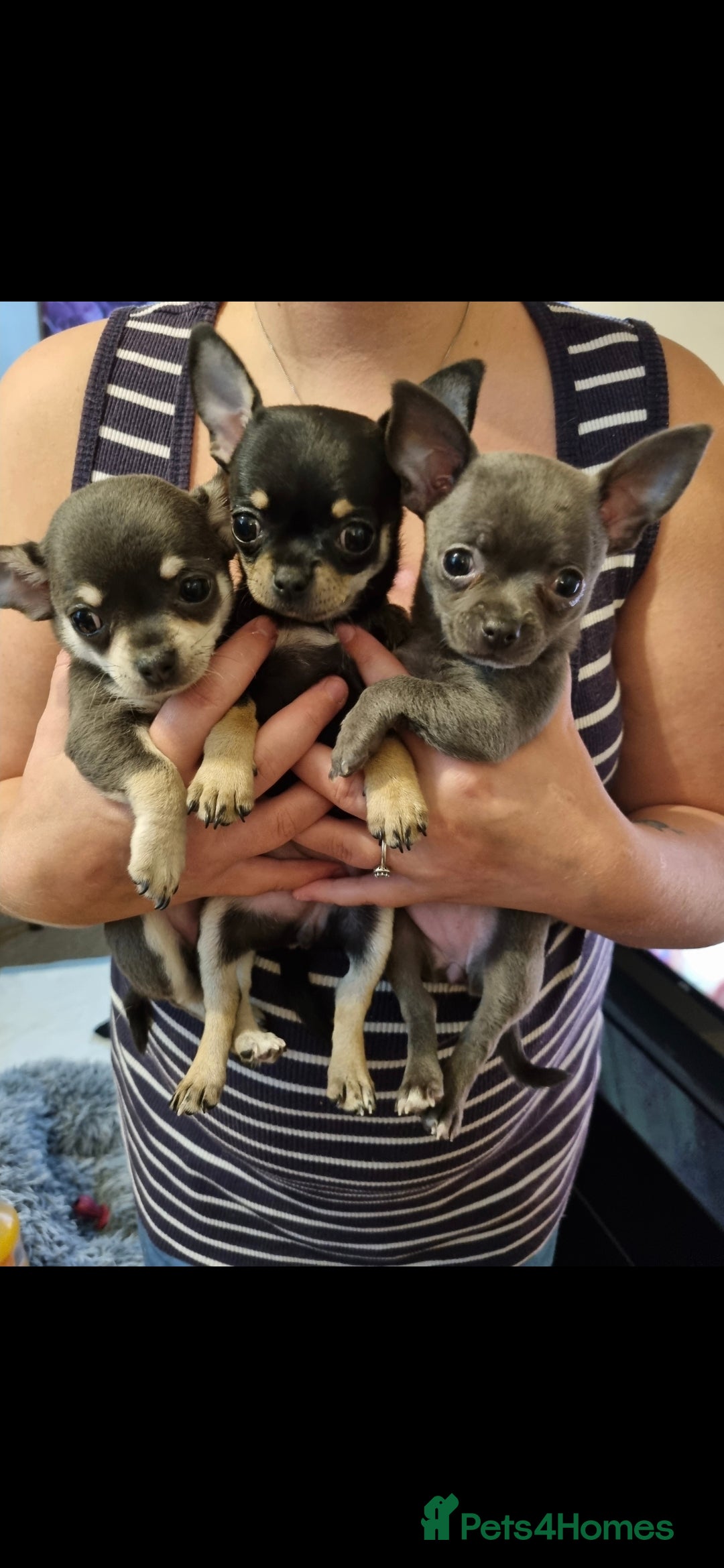 Chihuahua dogs for stud: Pedigree Chihuahua for stud - Image 6
