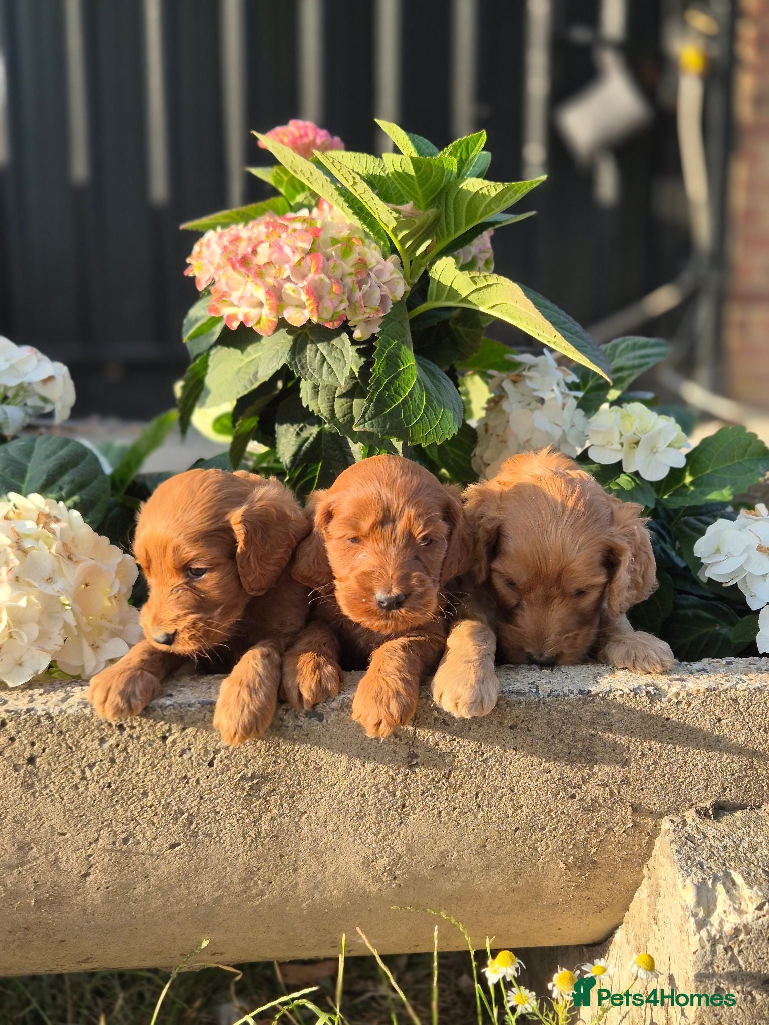 Cockapoo dogs F1 Cockapoo Puppies - Advert 2