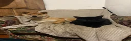 Japanese Shiba Inu dogs for sale: READY NOW ! Shiba Inu puppies - Advert 17