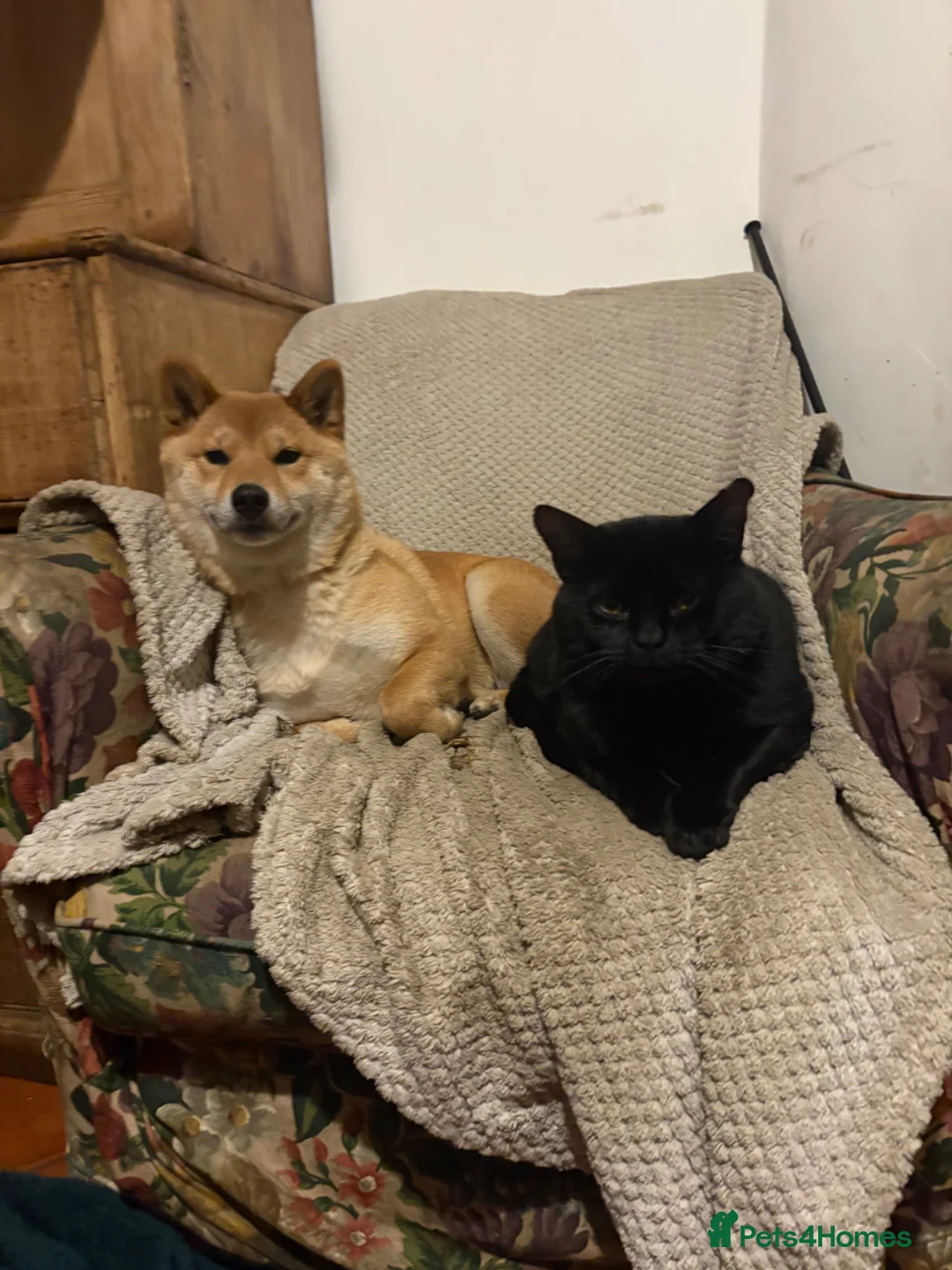 Japanese Shiba Inu dogs for sale: READY NOW ! Shiba Inu puppies - Advert 17