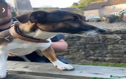 Jack Russell dogs for sale: Beautiful Stocky Short Terriers - Image 1