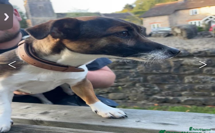 Jack Russell dogs - Advert 1