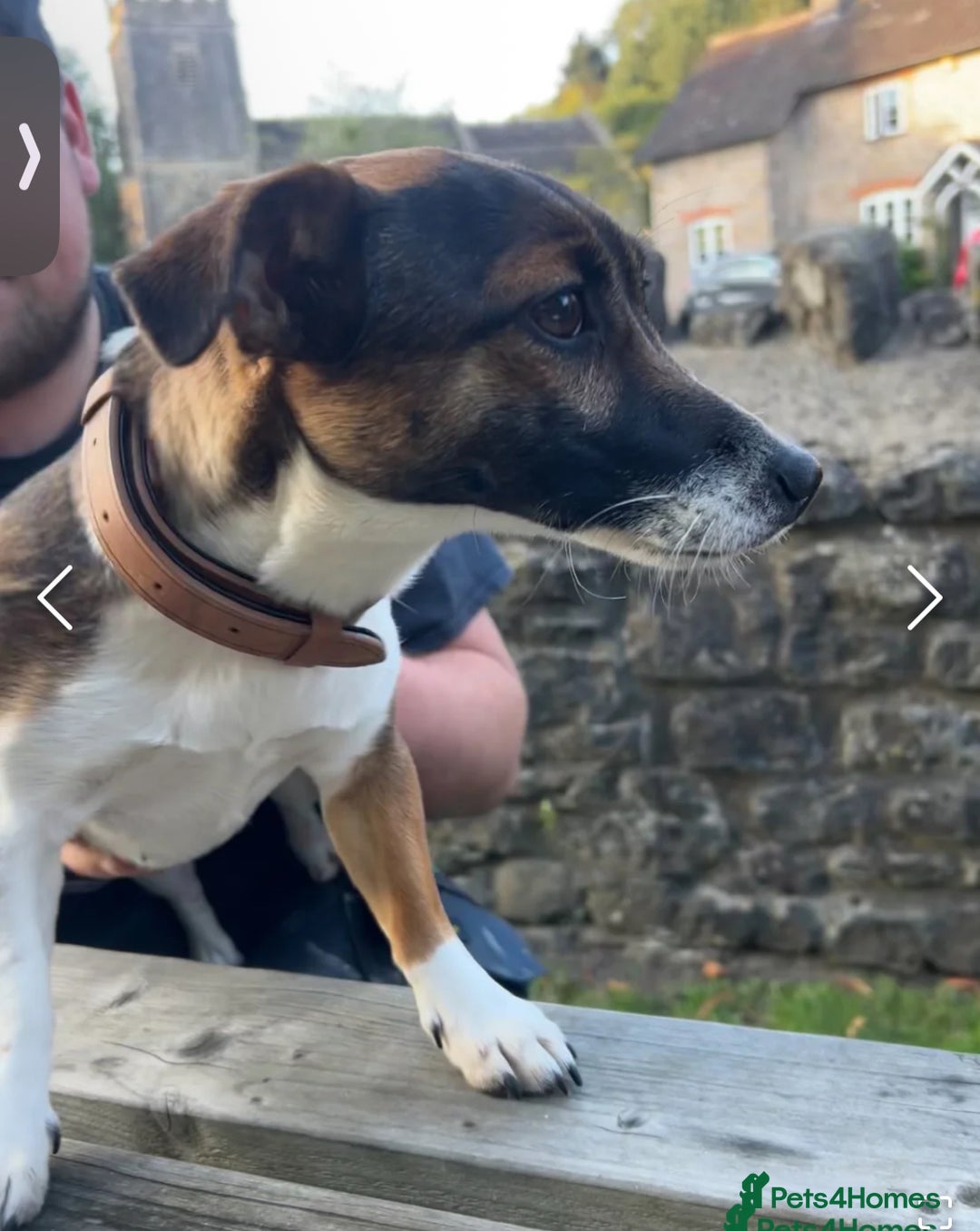 Jack Russell dogs for sale: Beautiful Stocky Short Terriers - Image 1