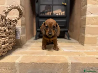 Dachshund dogs Dachshund puppies -KC REG - Advert 1