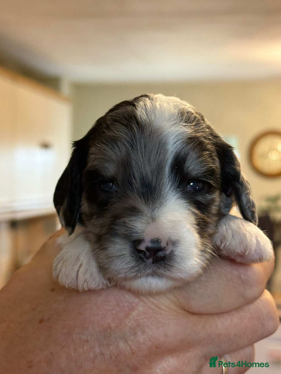 Sproodle dogs for sale: Merle F1 Sproodles 5⭐️Licenced Breeder full DNA - Advert 5