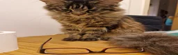 Maine Coon cats for sale: 12 month old Maine Coon - Advert 2