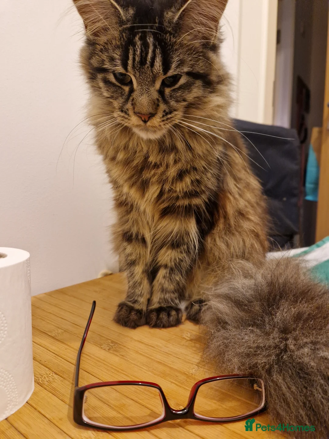 Maine Coon cats for sale: 12 month old Maine Coon - Advert 2