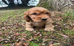 Cocker Spaniel dogs for sale: BEAUTIFUL KC SHOW TYPE COCKER SPANIELS  - Image 21