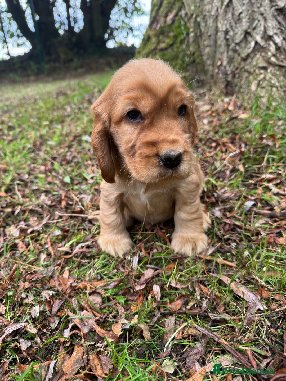 Cocker Spaniel dogs for sale: BEAUTIFUL KC SHOW TYPE COCKER SPANIELS  - Image 21