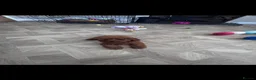 Cavapoo dogs for sale: Merlesque F1b trained puppies - Advert 19