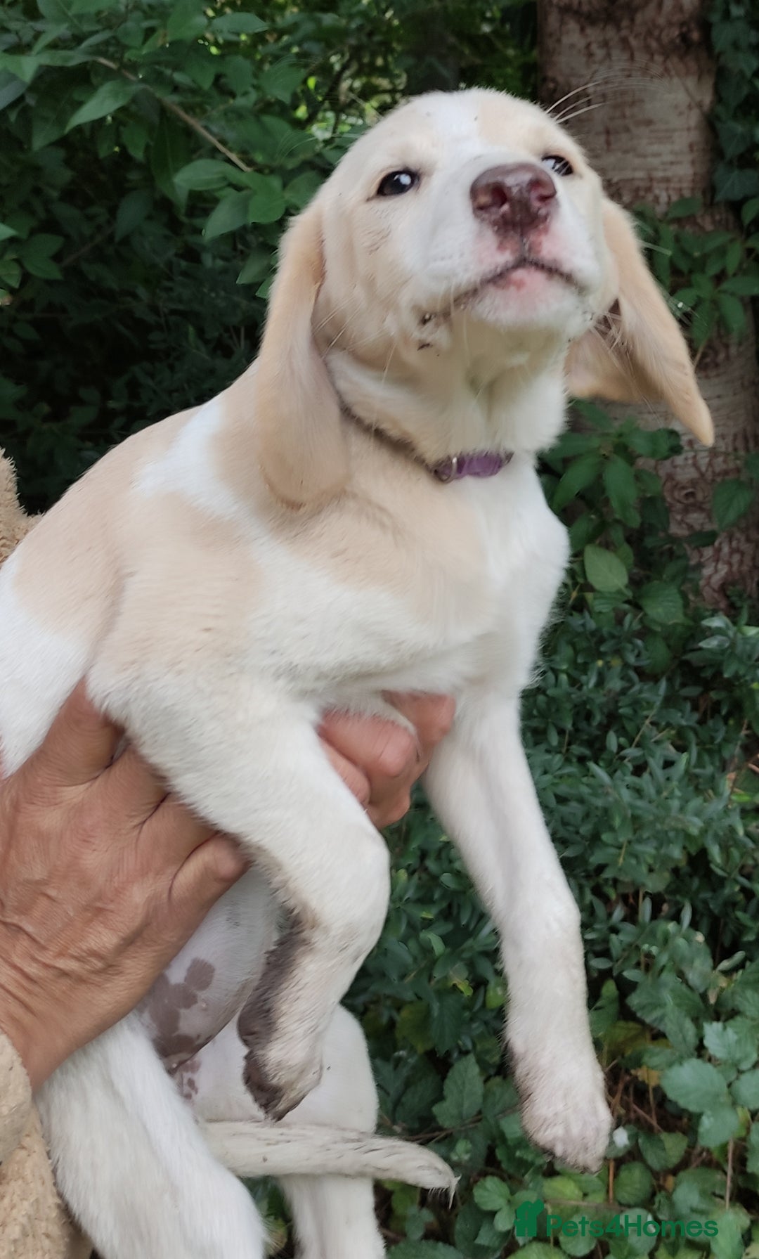 Labradoodle dogs for sale: Labradoodle / Fox Red Labrador X Puppies - Image 26
