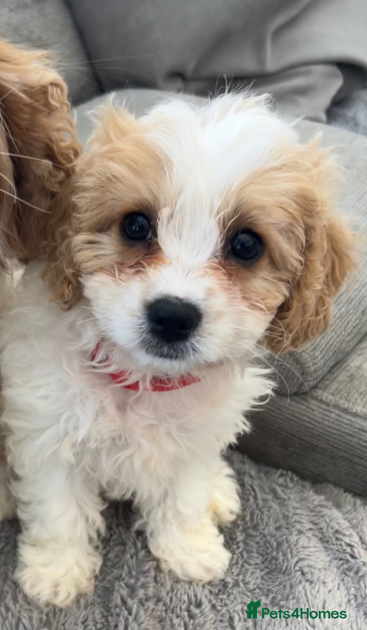 Cavapoo dogs F1 Girl (1 left) Cavapoo - viewings this weekend  - Advert 1