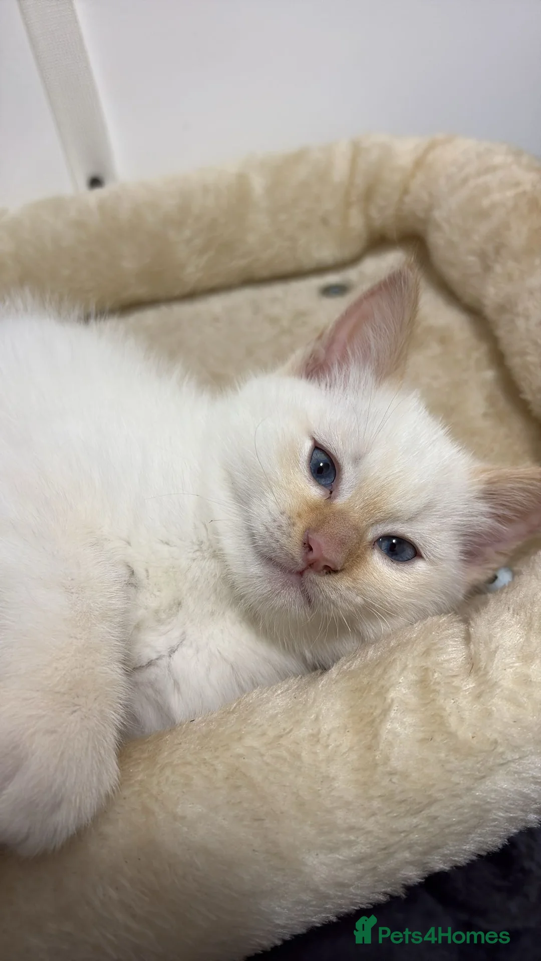 Ragdoll cats for sale: X3 Beautiful Ragdoll Kittens - Ready to leave 🐱 - Advert 10