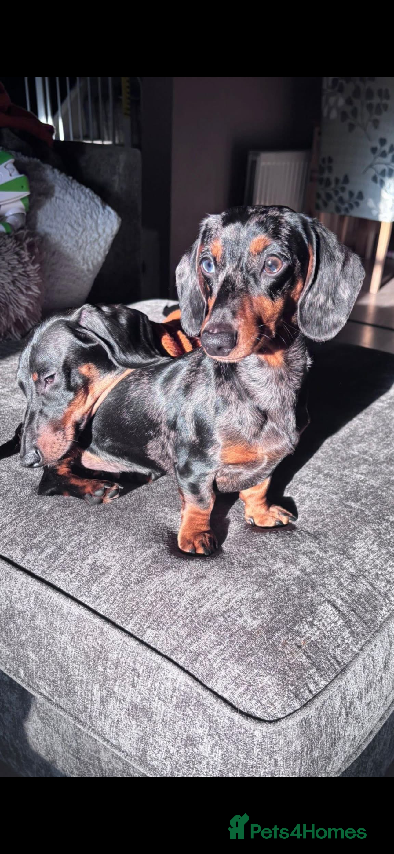 Miniature Dachshund dogs Mabel and Walter  - Advert 2