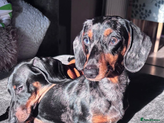 Miniature Dachshund dogs Mabel and Walter - Advert 13