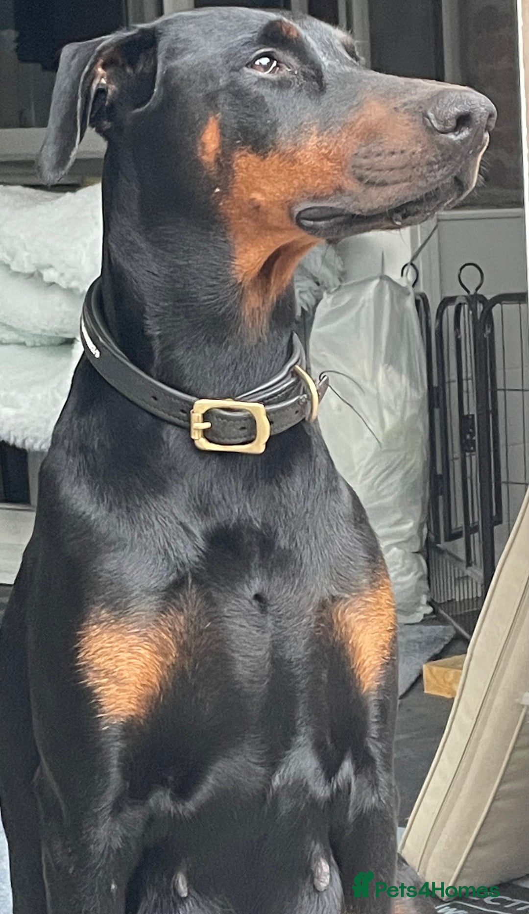 Dobermann dogs for sale: KC REG Fully health tested parents - Image 36