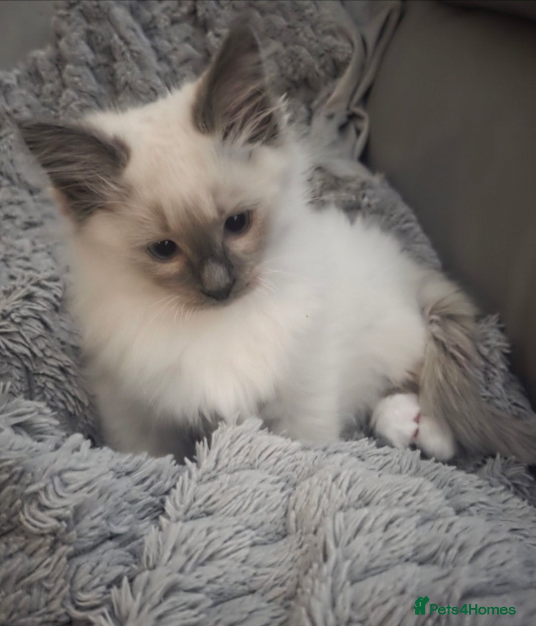 Ragdoll cats for sale: 2 beautiful litters of Ragdolls  - Image 17
