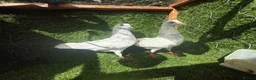 Pigeons birds for sale: Beautiful Vaccinated Pigeons – Quick Sale £20 - Advert 25