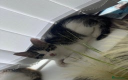 Mixed Breed cats for sale: Kittens for sale bradford  - Image 3