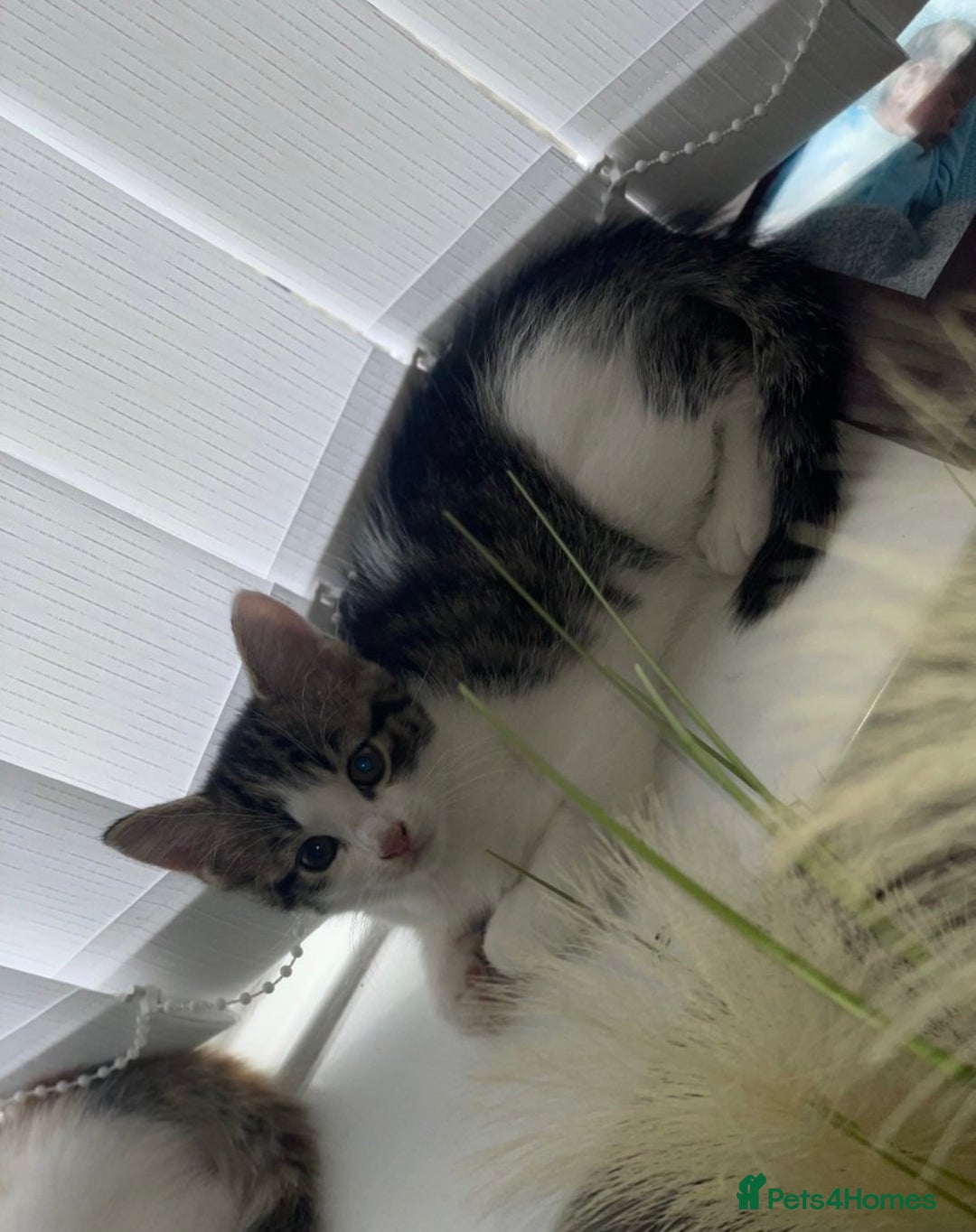 Mixed Breed cats for sale: Kittens for sale bradford  - Image 3