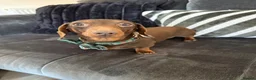 Miniature Dachshund dogs for stud: Chocolate Tan Smooth Miniature Dachshund - Advert 2