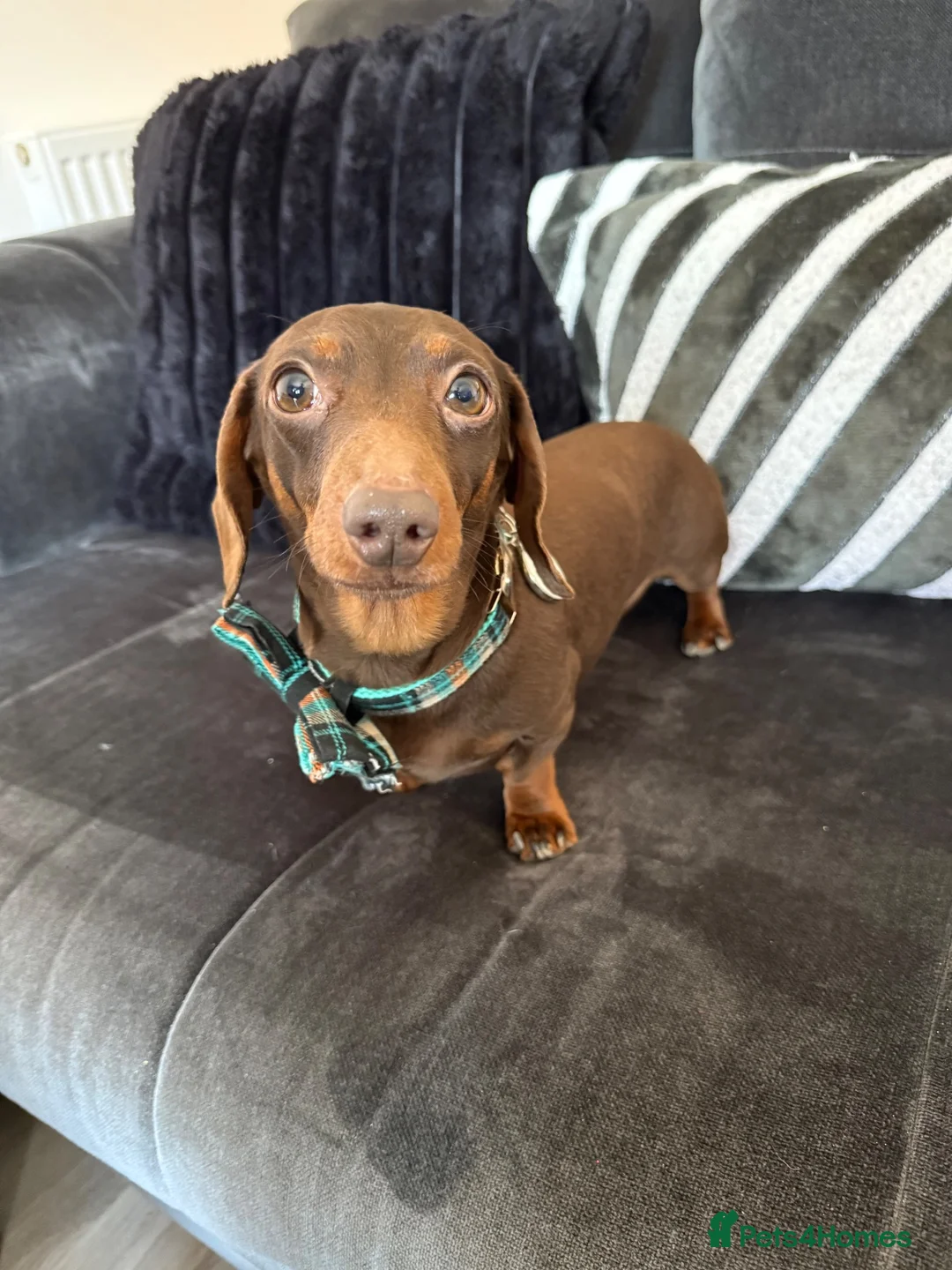 Miniature Dachshund dogs for stud: Chocolate Tan Smooth Miniature Dachshund - Advert 2