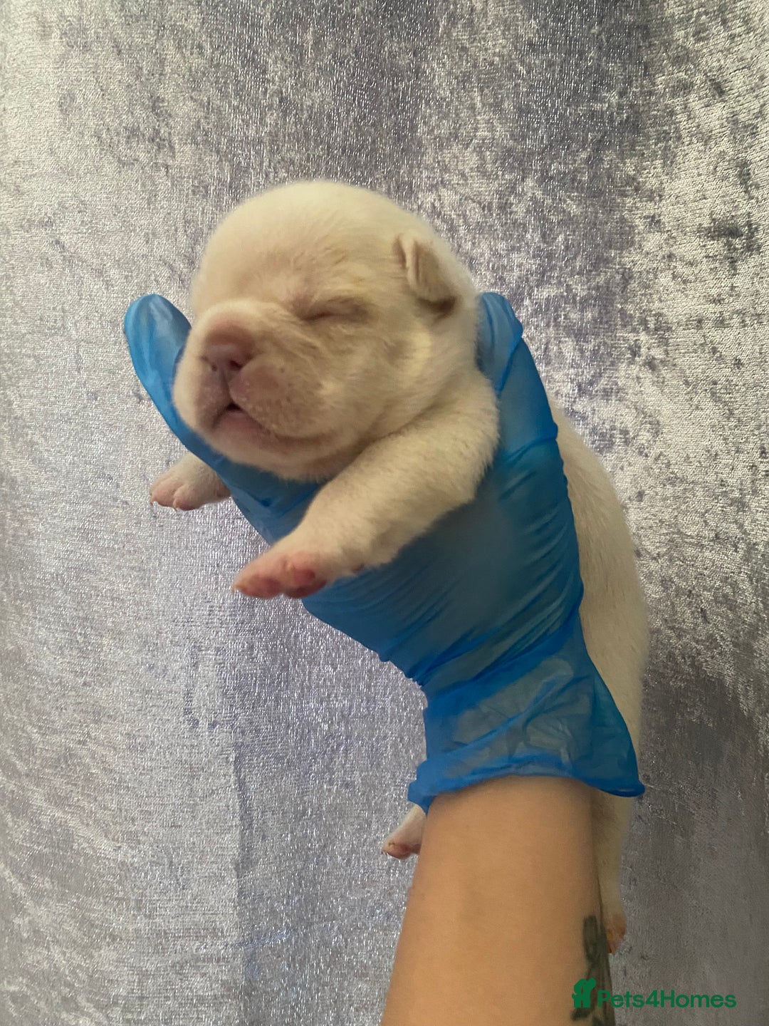 French Bulldog dogs for sale: Beautiful frenchie puppies 🐶  - Image 11
