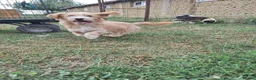 Mixed Breed dogs for adoption: Asterix for adoption!  in Leighton Buzzard - Advert 4