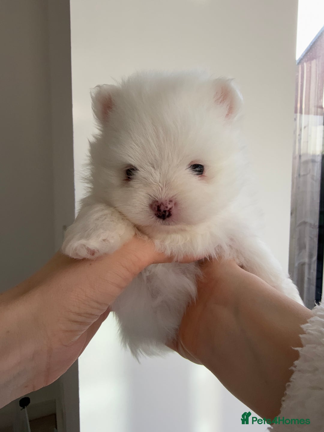 Pomeranian dogs for sale: 4 white pure bred pomerainian puppies - Advert 17