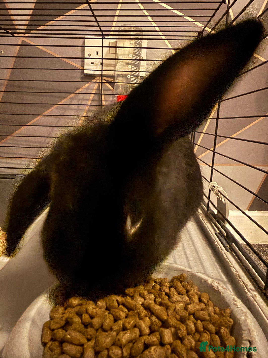 English rabbits for sale: Bugsy - Advert 3